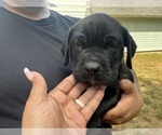 Small #1 Cane Corso-Rottweiler Mix