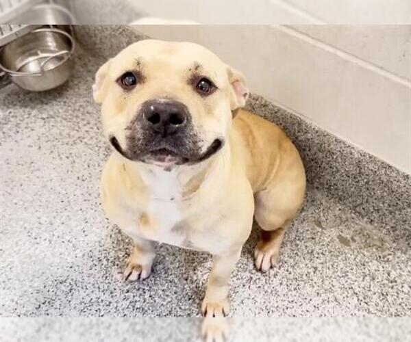 Medium Photo #3 American Pit Bull Terrier Puppy For Sale in Houston, TX, USA