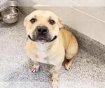 Small #2 American Pit Bull Terrier