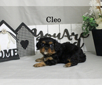 Small #9 Cavalier King Charles Spaniel