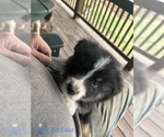 Small Photo #22 Australian Shepherd Puppy For Sale in MILLBORO, VA, USA