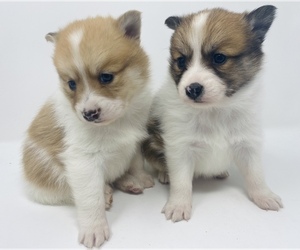 Finnish Spitz-Pomeranian Mix Puppy for sale in MONCLOVA, OH, USA