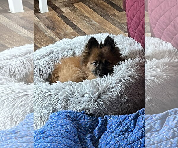 Medium Photo #5 Chiranian Puppy For Sale in Princeton, MN, USA