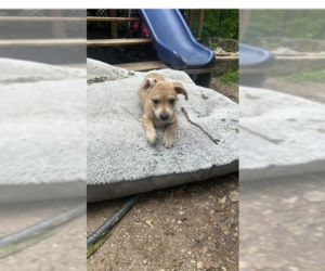 Chihuahua-Unknown Mix Dogs for adoption in Ball Ground, GA, USA