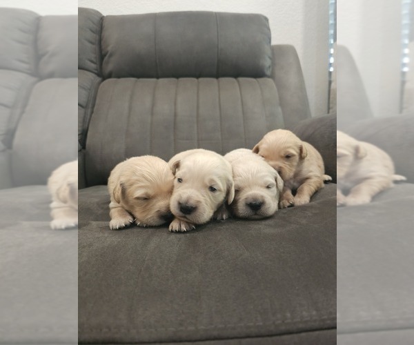 Medium Photo #7 English Cream Golden Retriever Puppy For Sale in ELVERTA, CA, USA