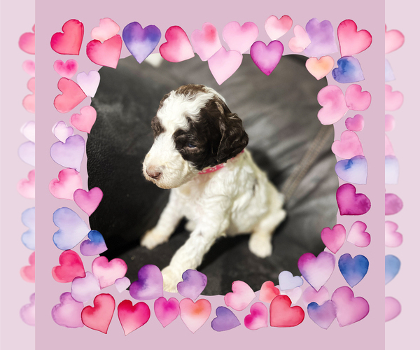 Medium Photo #1 Poodle (Standard) Puppy For Sale in SUFFOLK, VA, USA