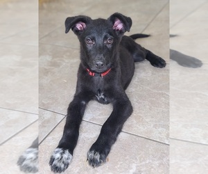 German Shepherd Dog Puppy for sale in WARREN, MA, USA