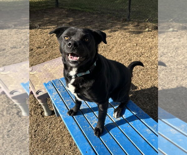 Medium Photo #7 Mutt Puppy For Sale in Evansville, IN, USA