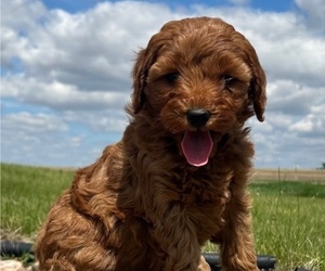 Goldendoodle (Miniature) Puppy for sale in HULL, IA, USA