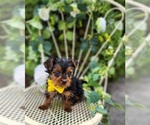 Image preview for Ad Listing. Nickname: Little Tucker