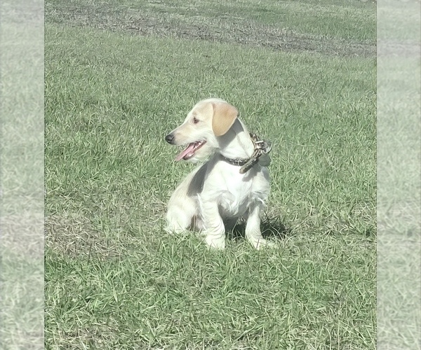 Medium Photo #2 Doxiepoo (Miniature) Puppy For Sale in OCALA, FL, USA