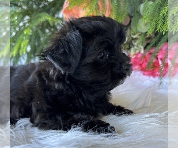 Medium Photo #2 Morkie Puppy For Sale in ROCK STREAM, NY, USA
