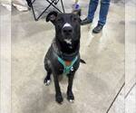 Small #3 German Shepherd Dog Mix