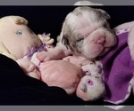 Small Photo #7 Olde English Bulldogge Puppy For Sale in LOUISVILLE, KY, USA