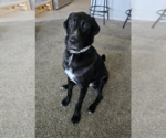 Small #3 Great Dane-Poodle (Standard) Mix