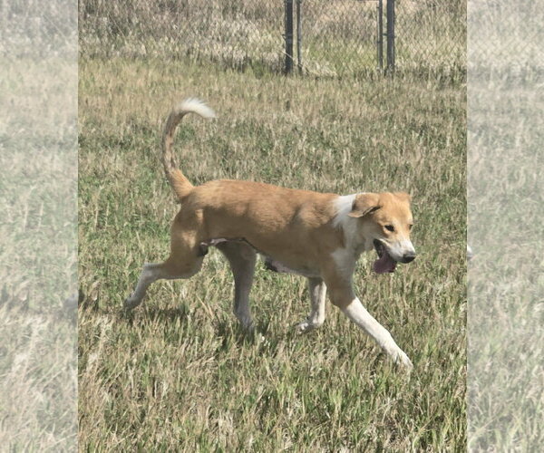 Medium Photo #1 Collie-Great Pyrenees Mix Puppy For Sale in Castle Rock, CO, USA