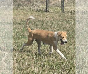 Collie-Great Pyrenees Mix Dogs for adoption in Castle Rock, CO, USA