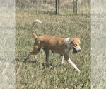 Small Collie-Great Pyrenees Mix