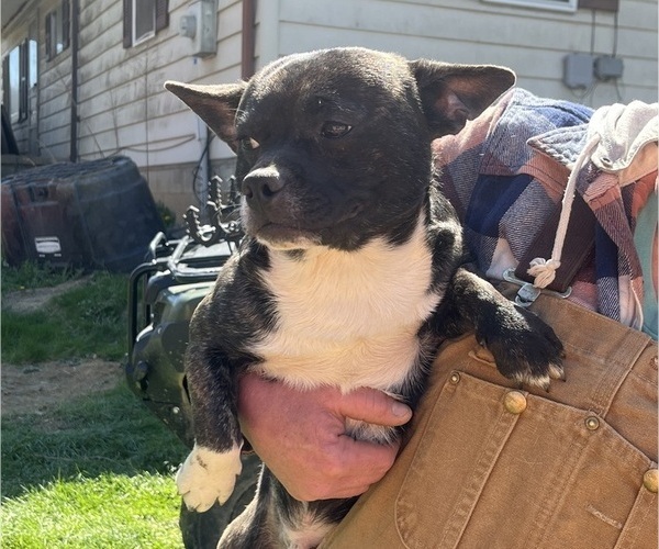 Medium Photo #3 French Bullhuahua Puppy For Sale in SPRAGGS, PA, USA