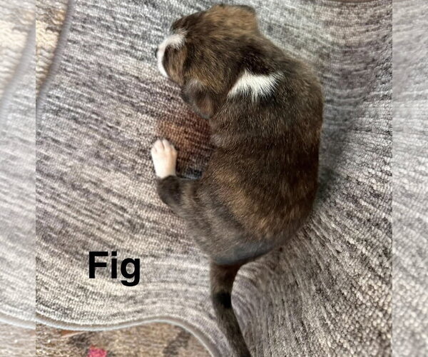 Medium Photo #2 Chihuahua-Unknown Mix Puppy For Sale in Spring Lake, NC, USA