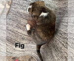 Small Photo #2 Chihuahua-Unknown Mix Puppy For Sale in Spring Lake, NC, USA