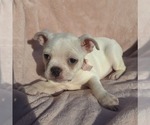 Small Photo #15 Boston Terrier Puppy For Sale in ALBANY, OH, USA