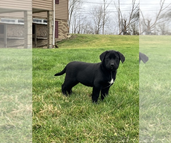 Medium Photo #1 Labsky Puppy For Sale in CANFIELD, OH, USA