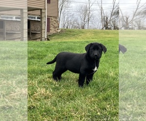 Labsky Puppy for sale in CANFIELD, OH, USA