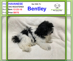 Small Photo #1 Havanese Puppy For Sale in ALBION, IN, USA