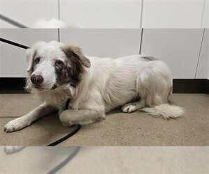 Border Collie Dogs for adoption in Santa Maria, CA, USA