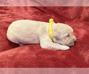 Golden Retriever Puppy for sale in CLARKSVILLE, TN, USA