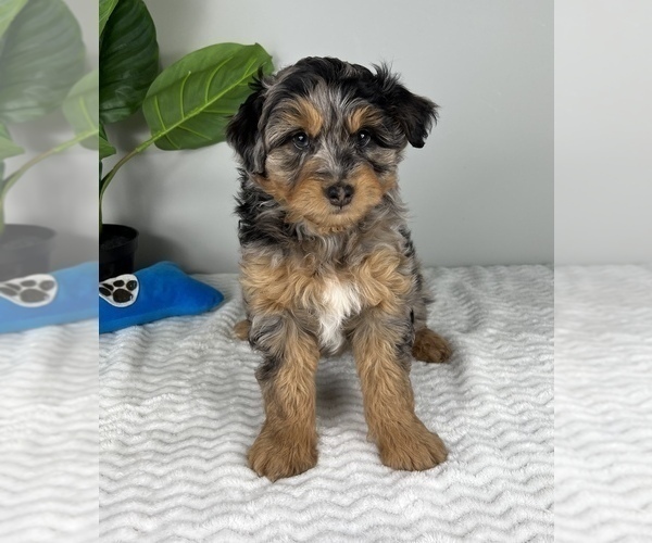 Medium Photo #2 Aussiedoodle Miniature  Puppy For Sale in FRANKLIN, IN, USA