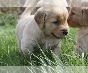 Golden Retriever Puppy for sale in SENECA FALLS, NY, USA