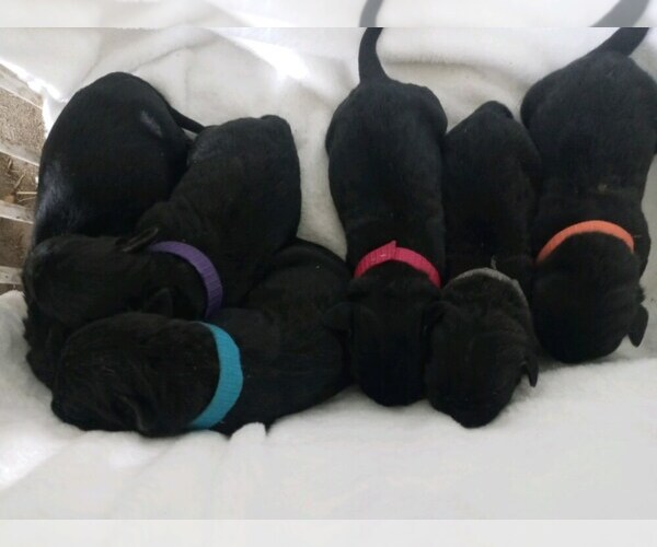 Medium Photo #1 Cane Corso Puppy For Sale in TALLAHASSEE, FL, USA