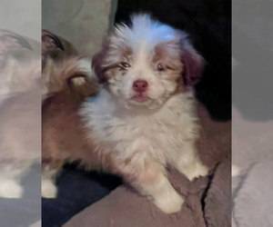 Jack Russell Terrier-ShihPoo Mix Puppy for sale in OAKLEY, CA, USA