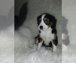 Small Photo #5 Australian Shepherd-Cavalier King Charles Spaniel Mix Puppy For Sale in HOWLAND, OH, USA