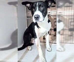 American Staffordshire Terrier-Unknown Mix Dogs for adoption in Houston, TX, USA