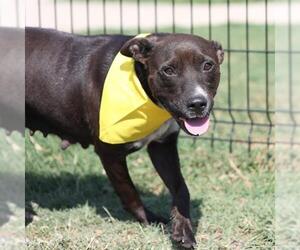 Labrador Retriever-Unknown Mix Dogs for adoption in San Antonio, TX, USA