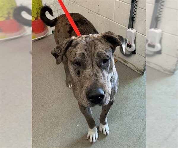Medium Photo #1 Catahoula Leopard Dog Puppy For Sale in San Bernardino, CA, USA