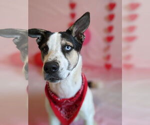 Bluey - Male Siberian Husky-Unknown Mix Dog for Adoption - Photo #9