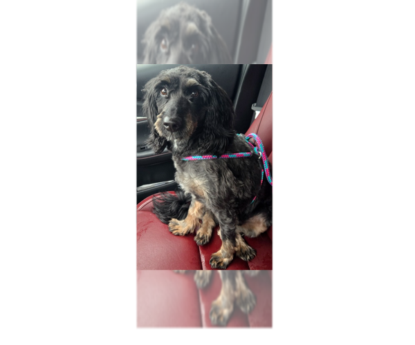 Medium Photo #1 Mutt Puppy For Sale in Greenbelt, MD, USA