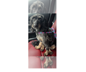 Mutt Dogs for adoption in Greenbelt, MD, USA