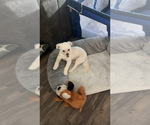 Small #4 Maltipoo