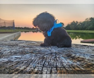 Medium Miniature Australian Shepherd-Poodle (Toy) Mix