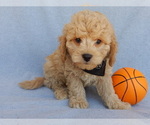 Small Photo #3 Cavapoo Puppy For Sale in MILLERSBURG, OH, USA