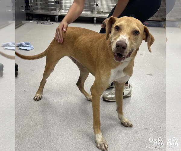 Medium Photo #3 Labrador Retriever-Unknown Mix Puppy For Sale in Washington, DC, USA