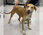 Small #2 Labrador Retriever Mix