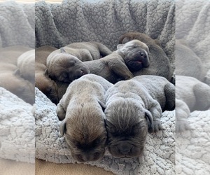 Cane Corso Puppy for sale in MADRAS, OR, USA