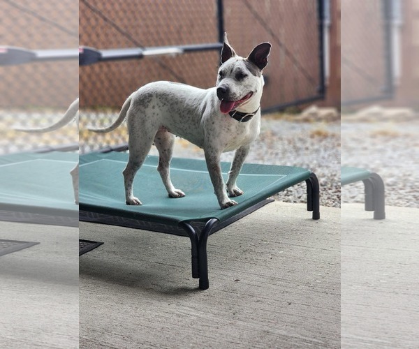 Medium Photo #2 Mutt Puppy For Sale in Oakhurst, NJ, USA