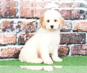 Poochon Puppy for sale in BEL AIR, MD, USA